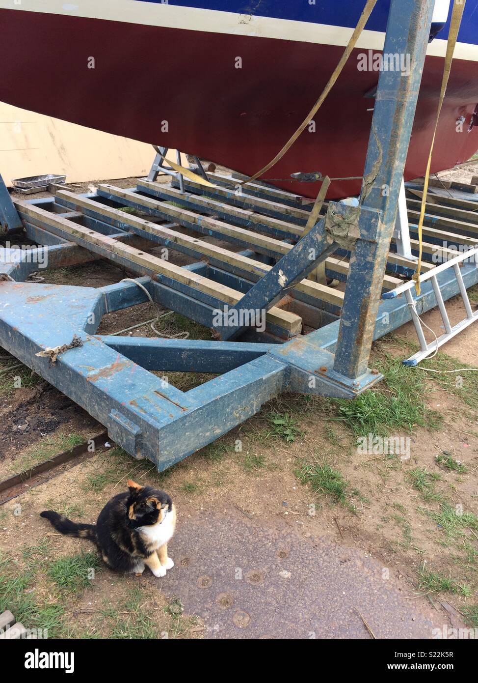 Schildpatt Katze von einem Boot auf der Rampe sitzen Stockfoto