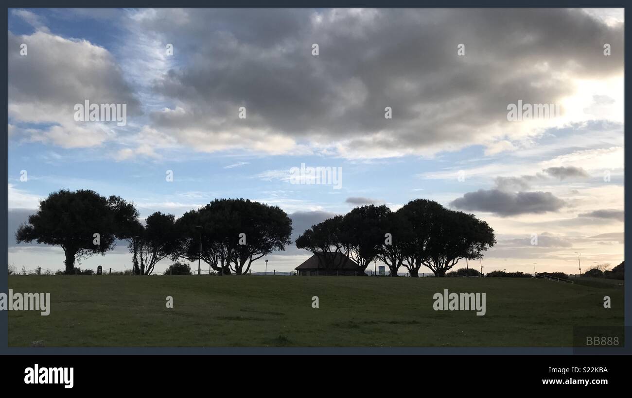 Bäume auf der Klippe, Bournemouth Stockfoto