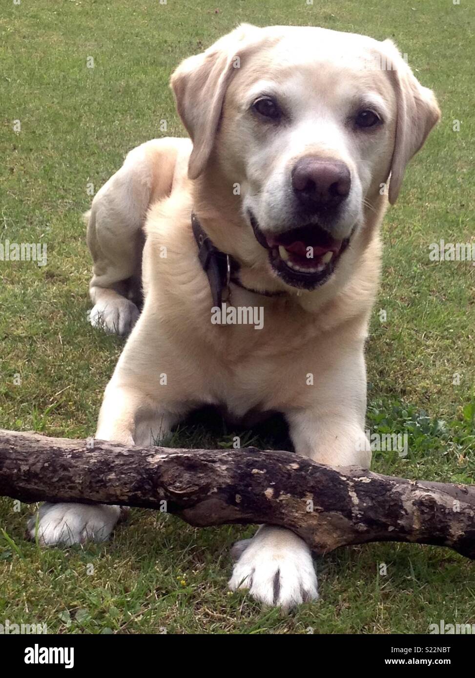 Hund mit Stick - Smartphone-aufgenommenes Stockfoto