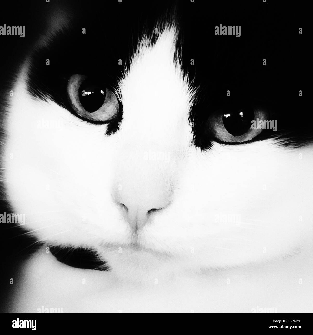 Schwarze und weiße Gesicht Porträt inländischer Kurz behaarte Katze Stockfoto