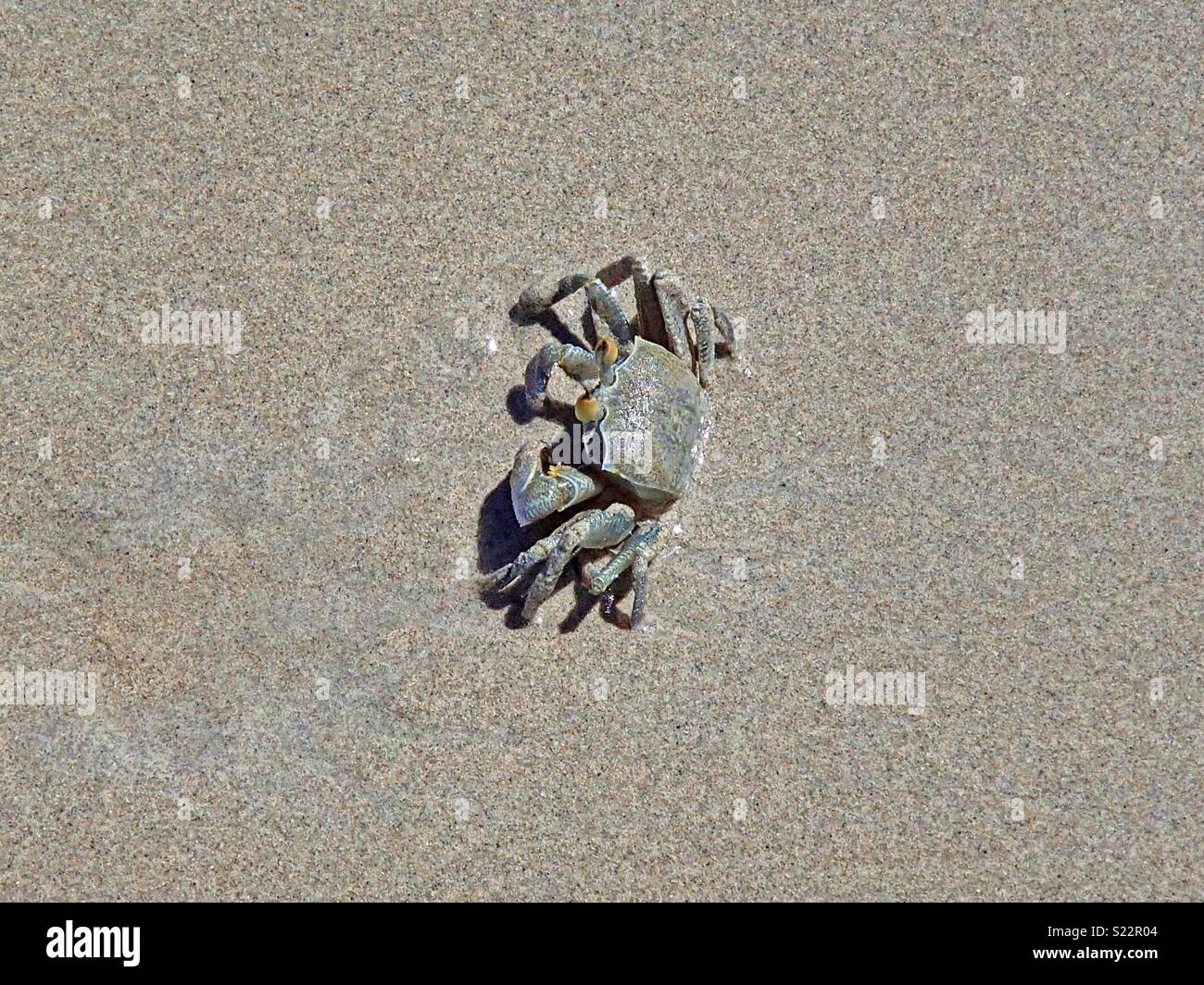 Eine Krabbe gräbt sich in Nahaufnahme von den nassen Sand am Strand auf den Seychellen Stockfoto