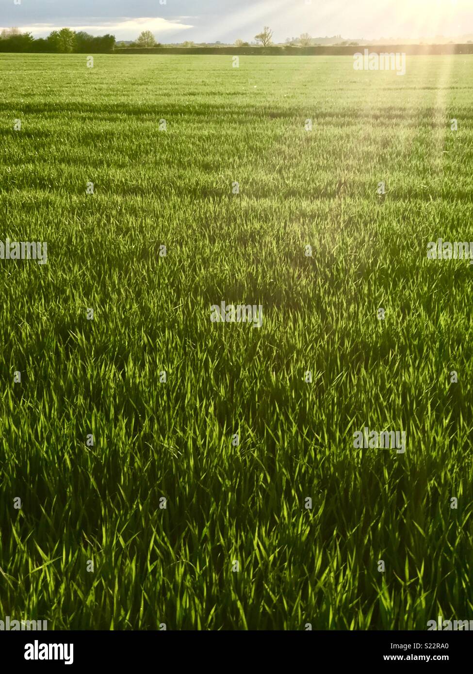 Grüne Felder bei Sonnenuntergang Stockfoto