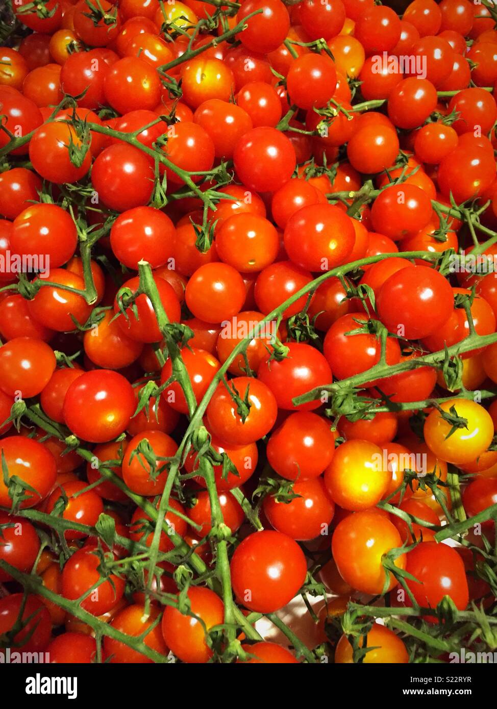 Nahaufnahme von Cherry Tomaten auf der Rebe, USA Stockfoto