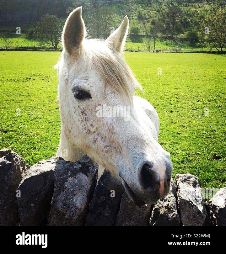 White horse Stockfoto