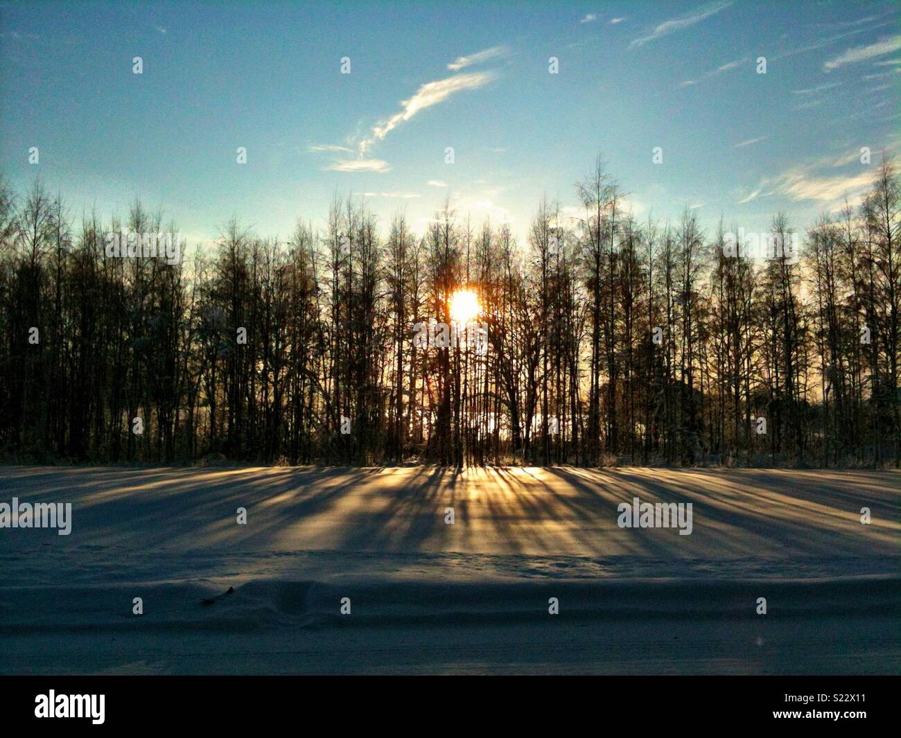 Sonne hinter Bäumen werfen lange Schatten auf dem Schnee Stockfoto
