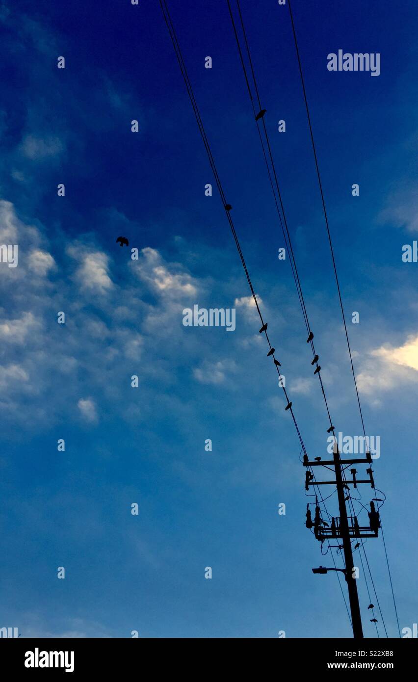 Krähen auf elektrischen Leitungen. - Smartphone-aufgenommenes Stockfoto