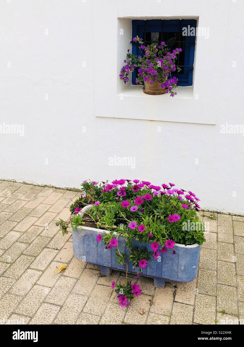 Blumen in einen Topf geben und im Fenster in Santa Gertrudis de fruitera auf Ibiza in Spanien - Smartphone-aufgenommenes Stockfoto