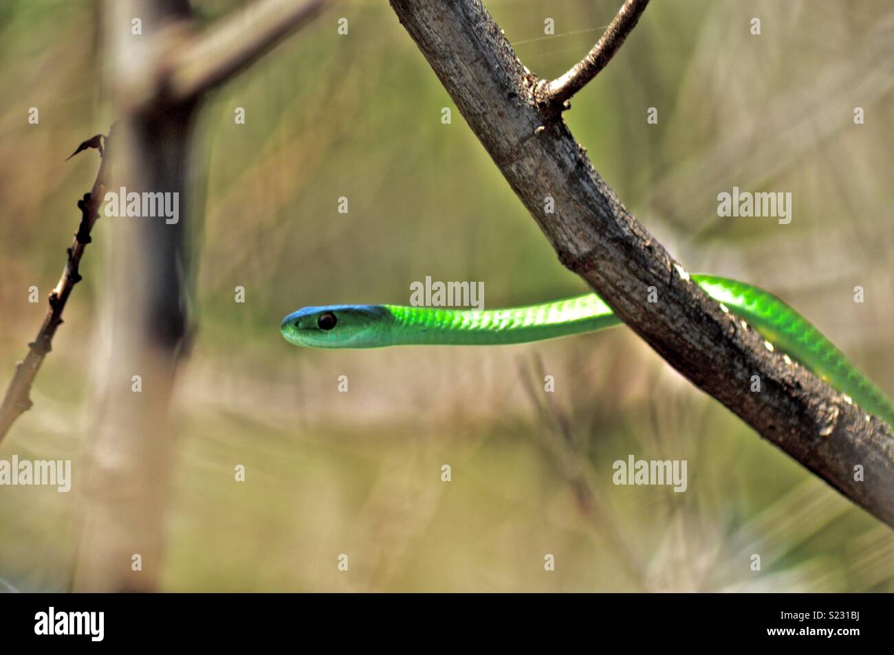 Snake Stockfoto