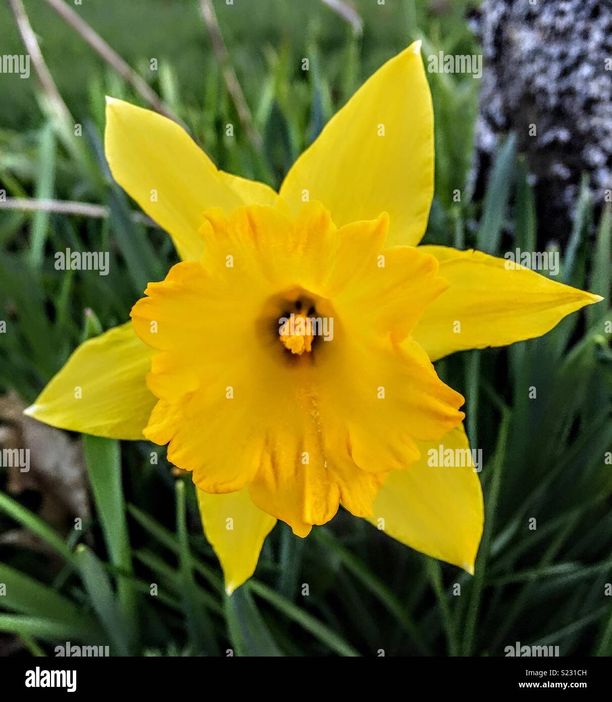 Wilden Narzisse, Narcissus pseudonarcissus Stockfoto