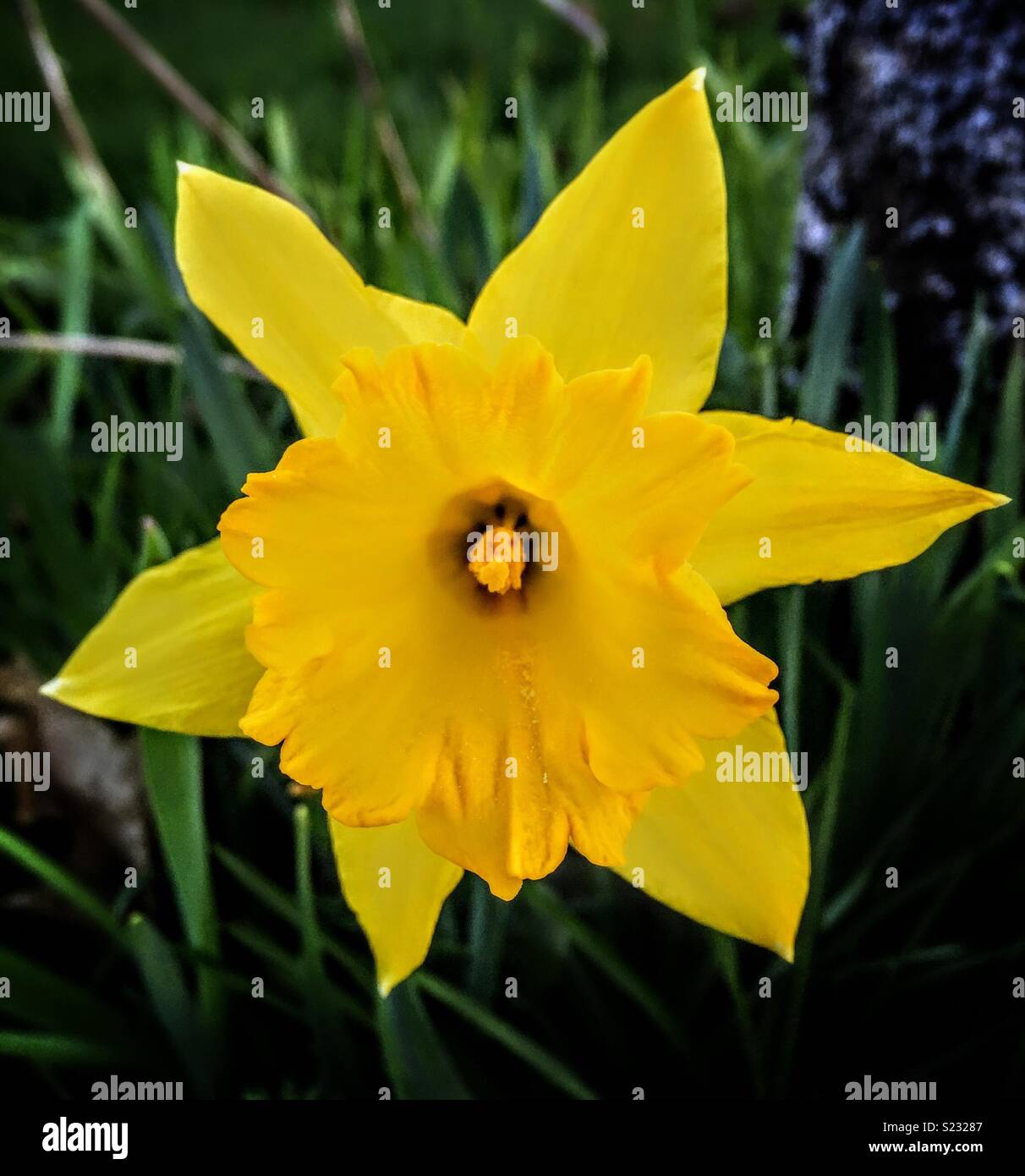 Wilden Narzisse, Narcissus pseudonarcissus Stockfoto