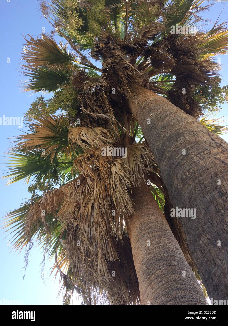 Palm Tree Closeup. Stockfoto