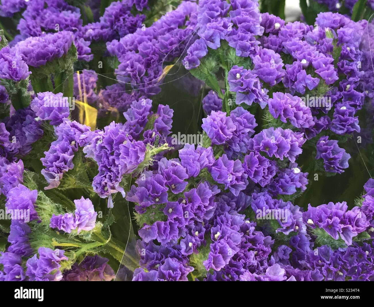 Blumen für den Verkauf an eine Pariser Markt - Smartphone-aufgenommenes Stockfoto