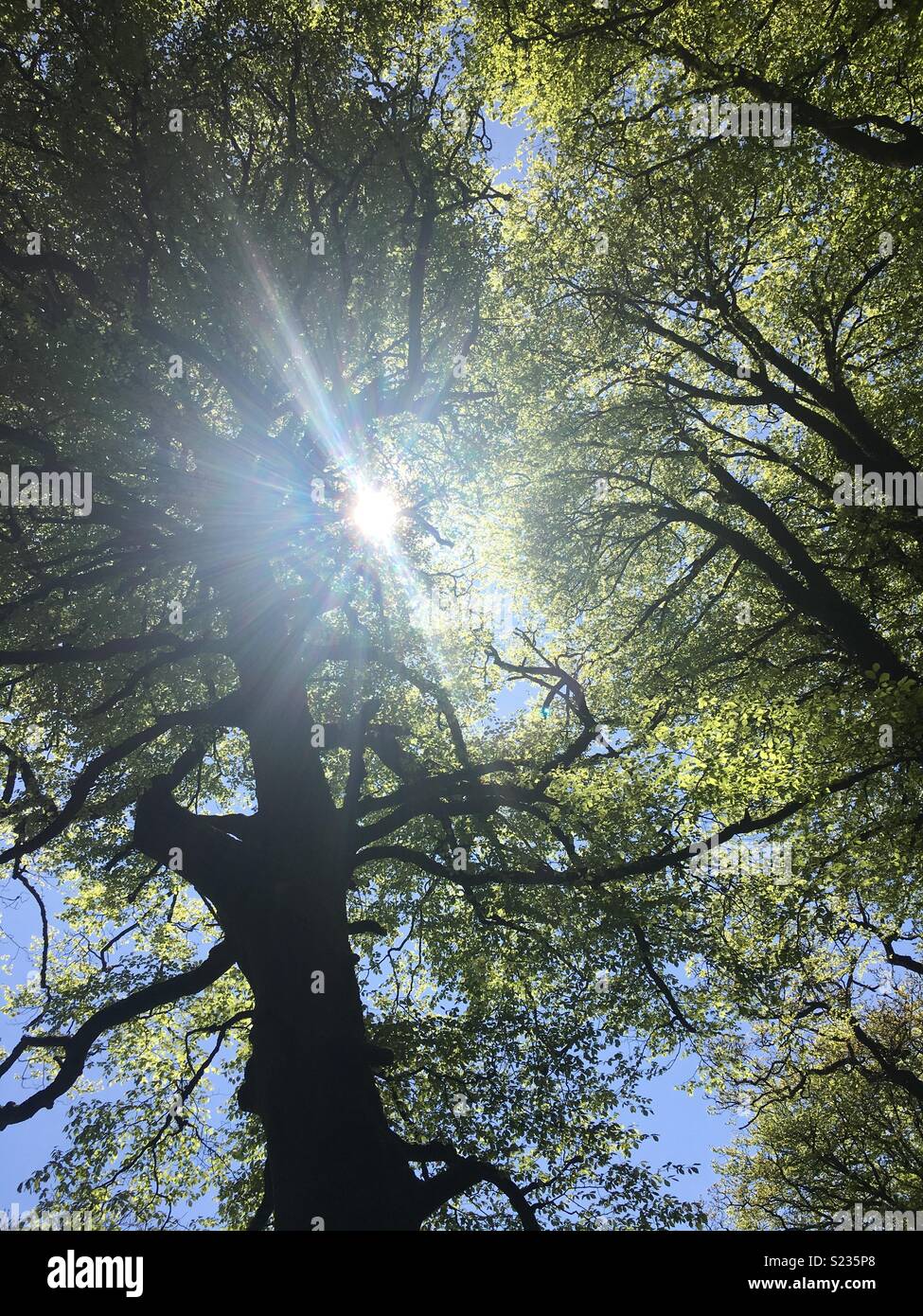 Sun-getränkten Bäume 2 Stockfoto