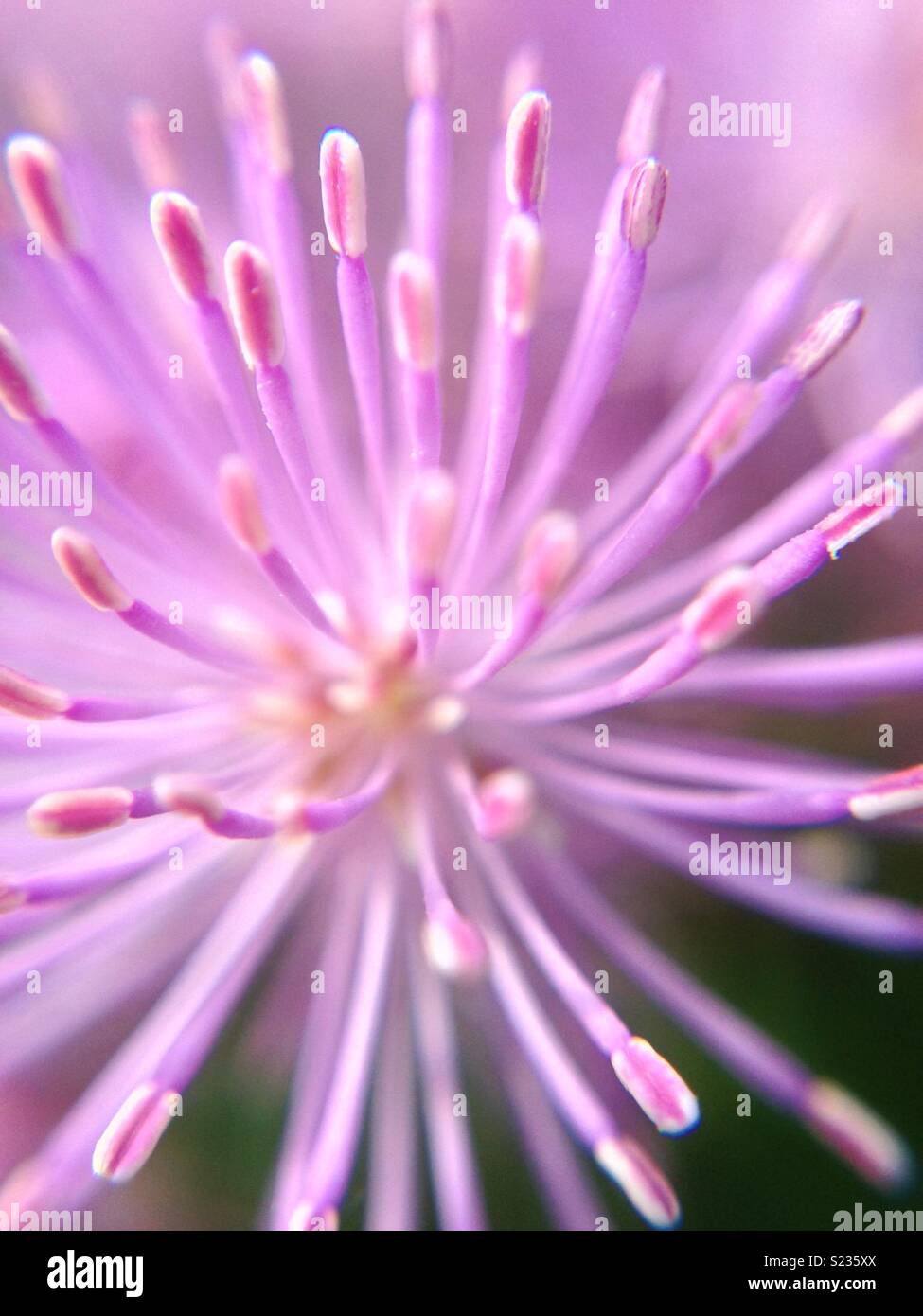 Makro-Blume Stockfoto