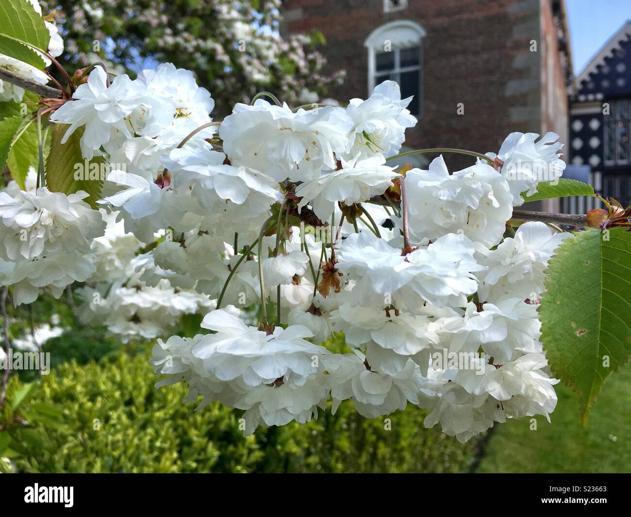 Weiße Blüte Stockfoto