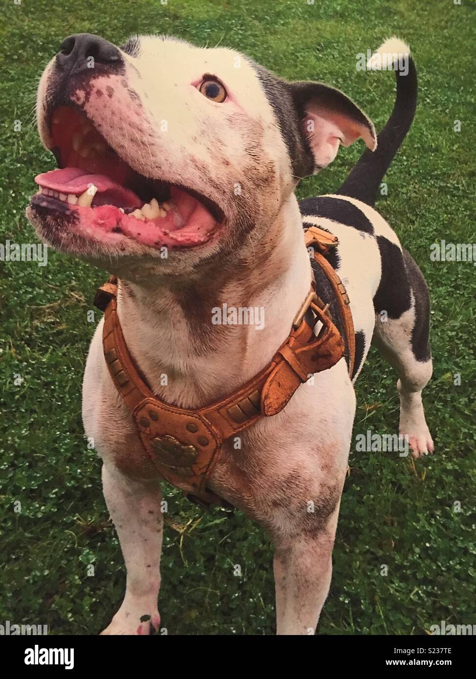 Hugo der Irischen blau Staffordshire Bull Terrier. Big Big Softie nanny Hund! Stockfoto