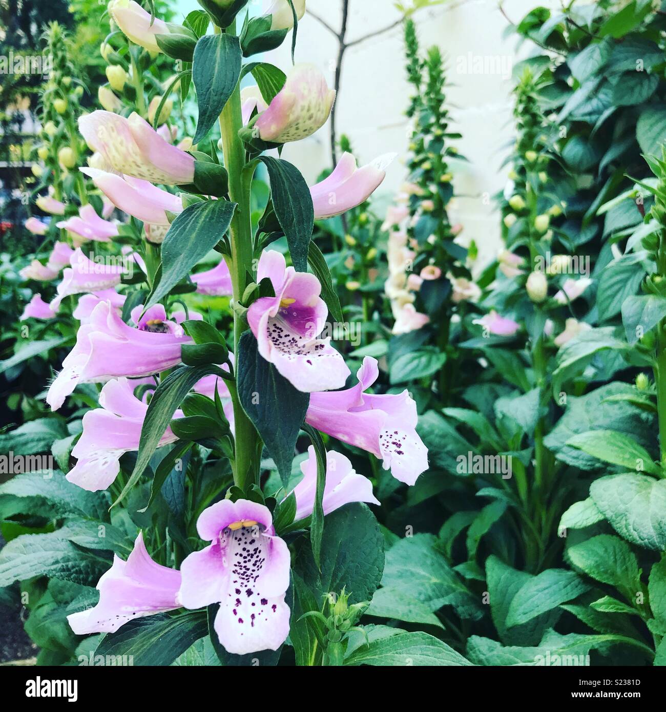 Lila Blüten Stockfoto