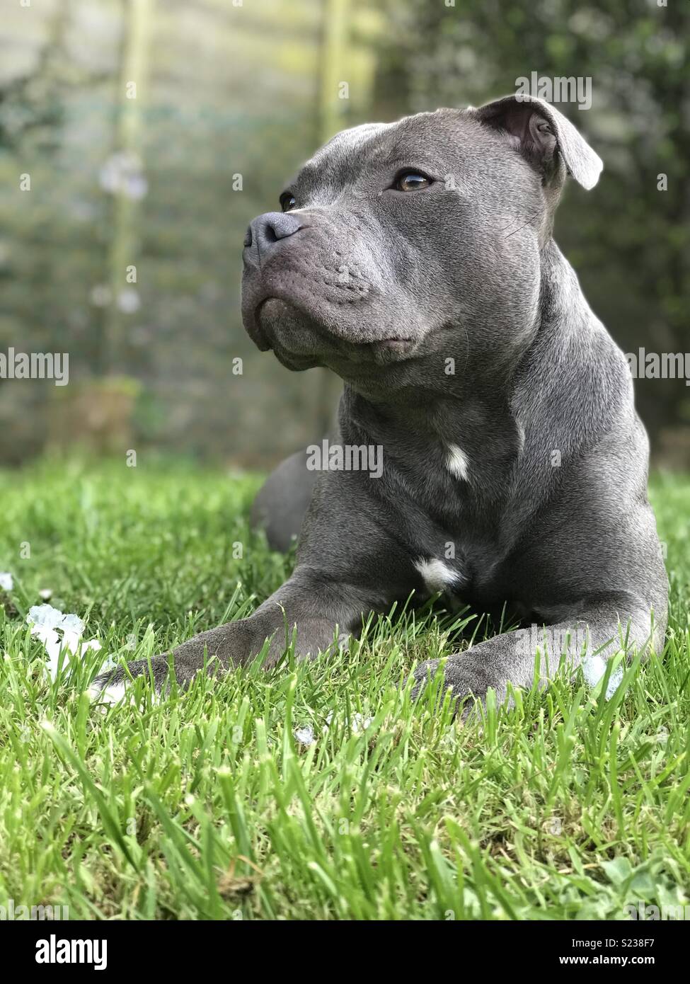 Blue Staffy Stockfotos Und Bilder Kaufen Alamy