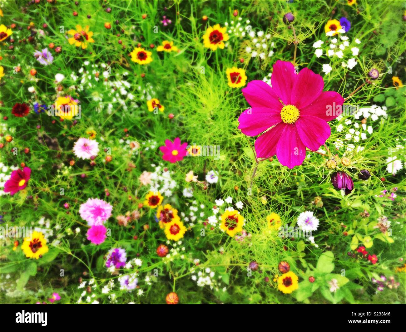 Bunte Blumen in der Wiese - Smartphone-aufgenommenes Stockfoto