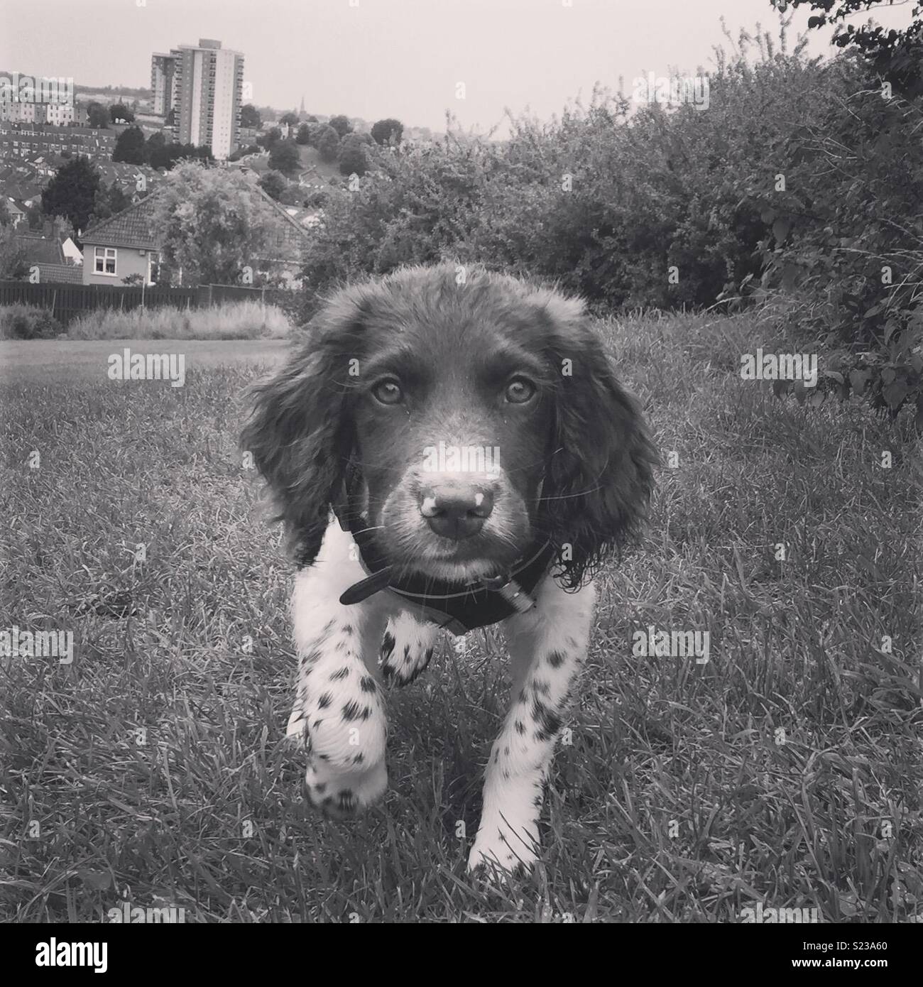 Springer Spaniel Welpen im Park Stockfoto