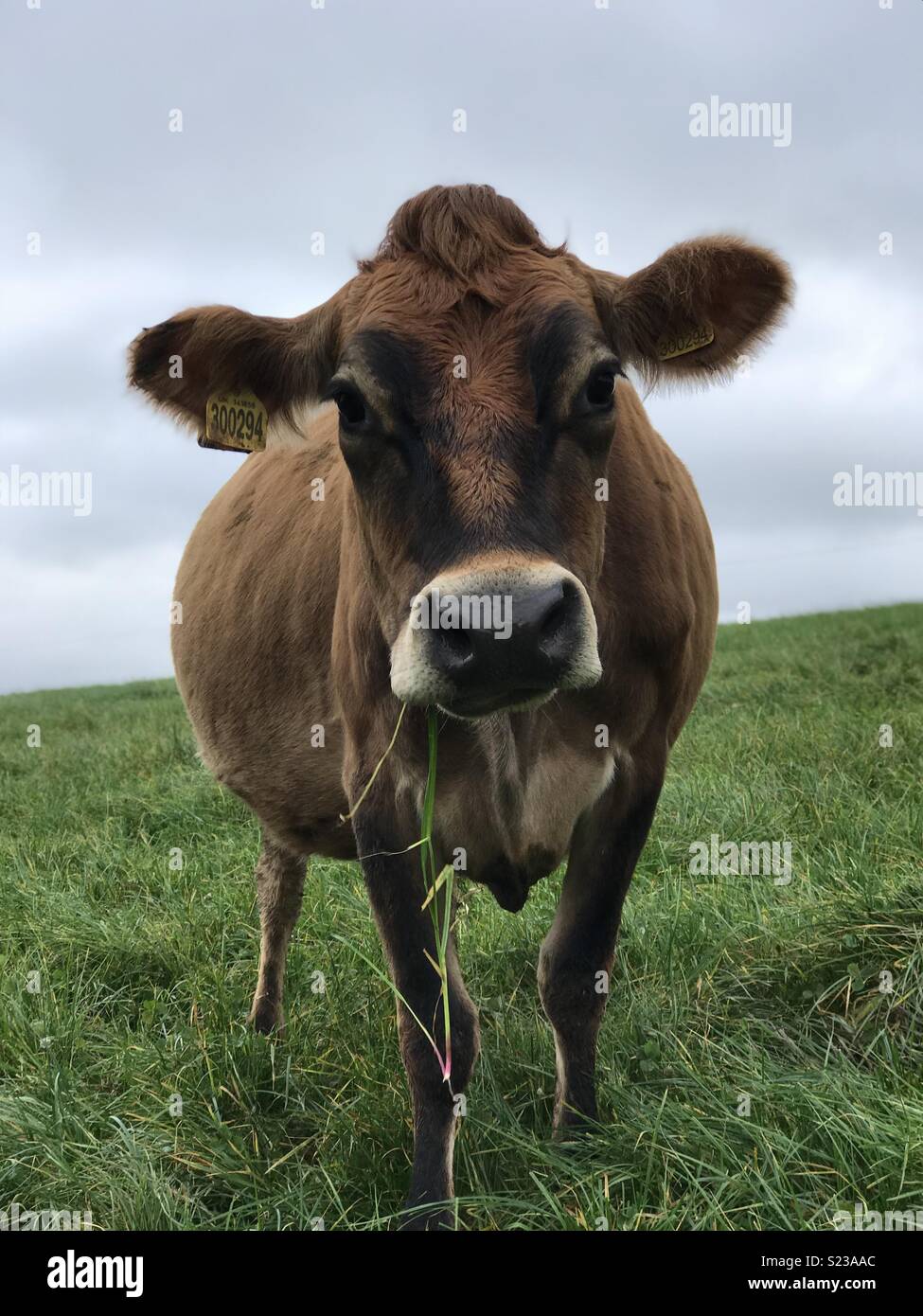 Jersey Kuh in einer britischen Devon Feld in die Kamera schaut Stockfoto