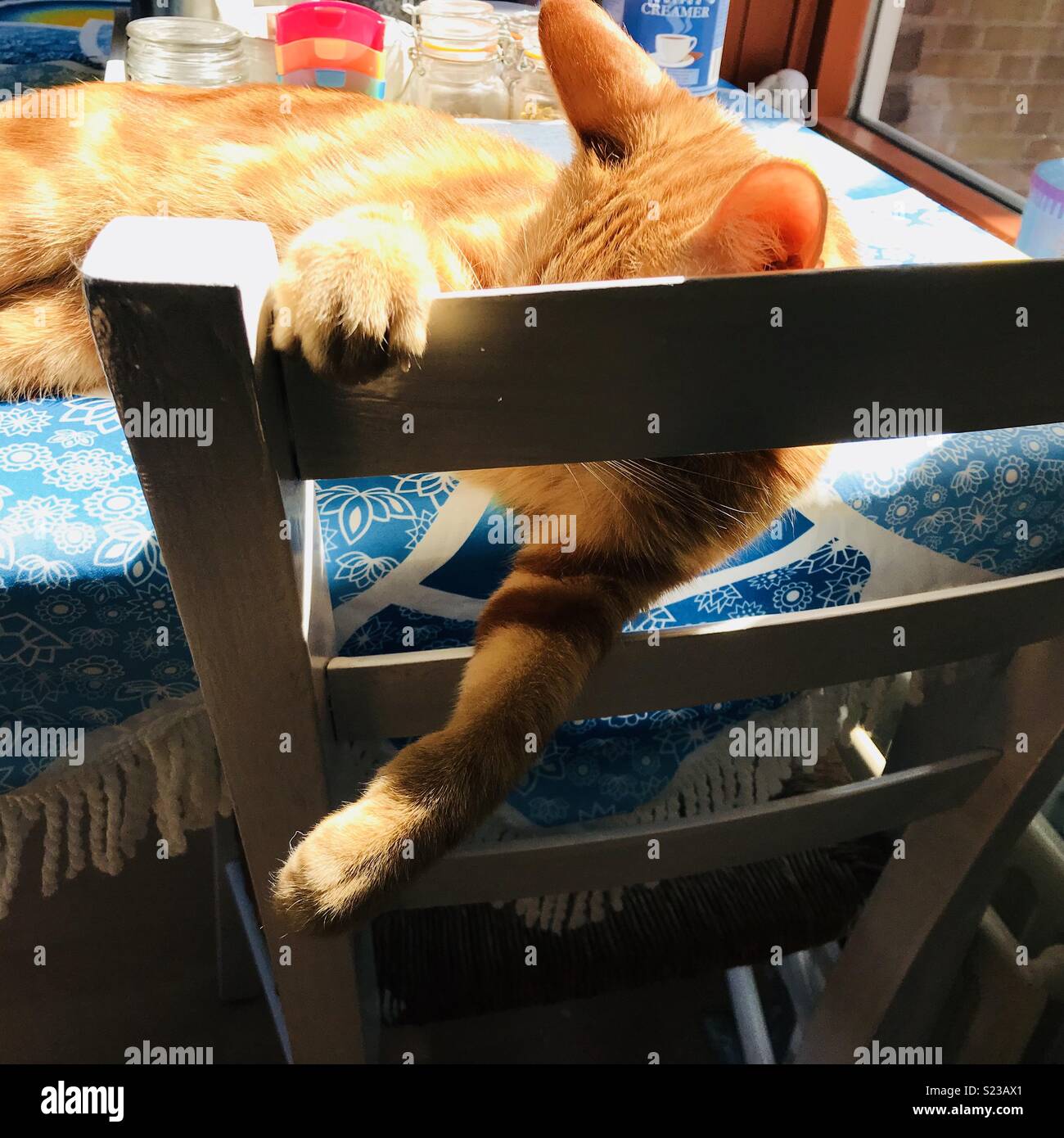 Katze mit seine Pfote auf einen Stuhl Stockfoto