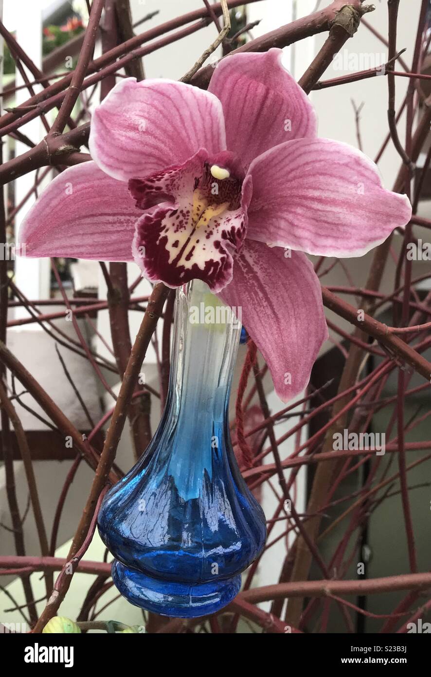 In Keukenhof Lisse, Niederlande Orchidee. - Smartphone-aufgenommenes Stockfoto