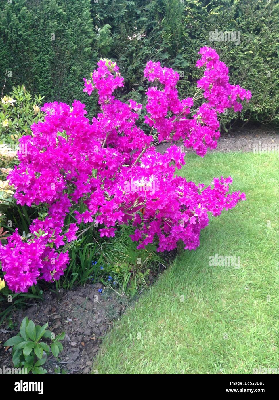 Azalea blue danube -Fotos und -Bildmaterial in hoher Auflösung – Alamy