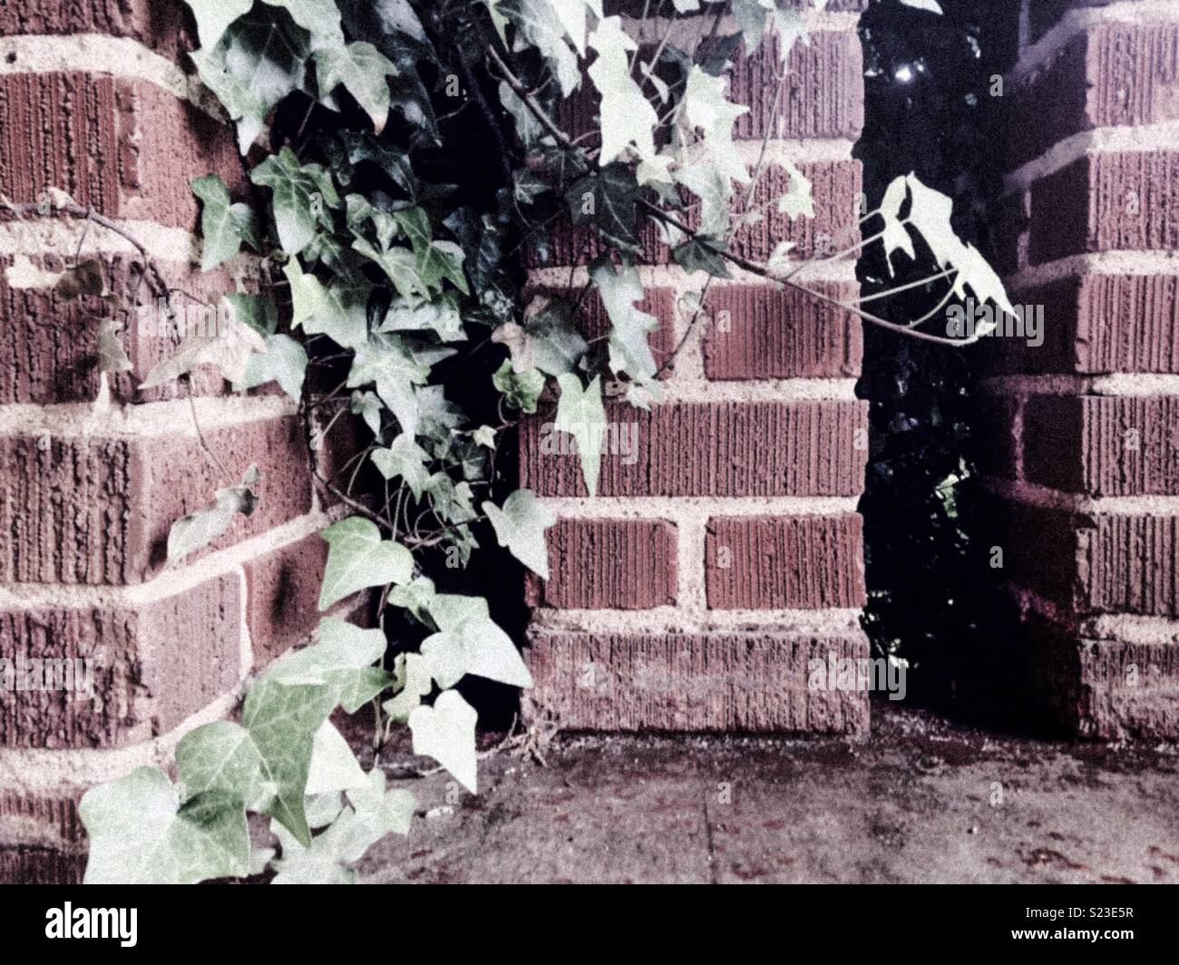 Verblasste Foto von Efeu wächst auf Stein Spalten Stockfoto