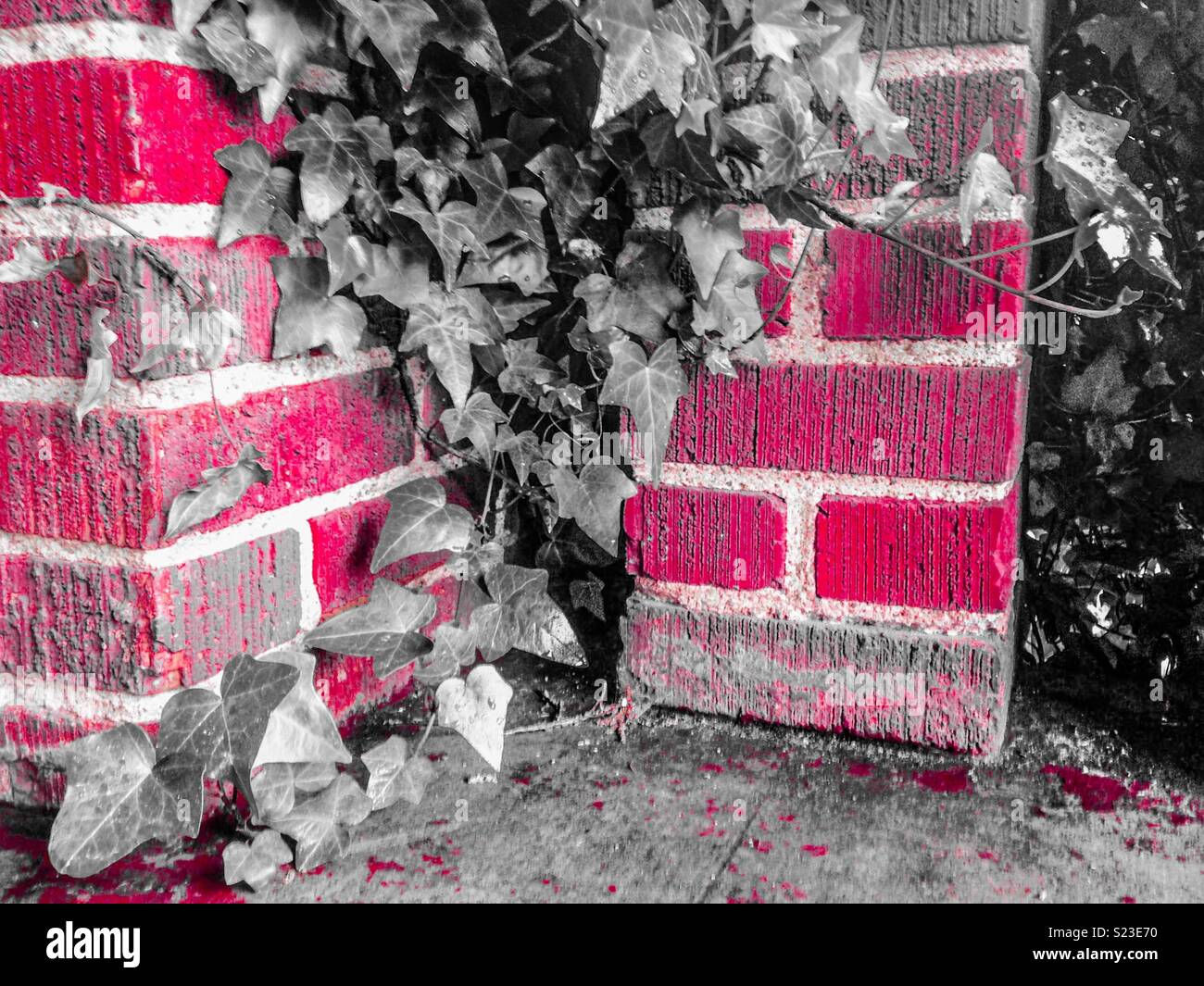 Rote Farbe pop Foto von Efeu wächst auf Stein Spalten - Smartphone-aufgenommenes Stockfoto