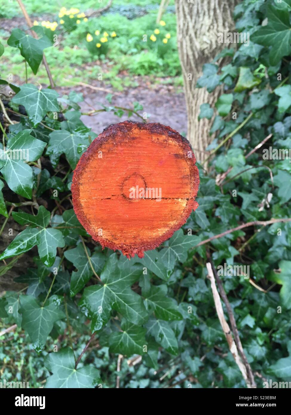Roten Ringe auf Gesägten anmelden - Smartphone-aufgenommenes Stockfoto