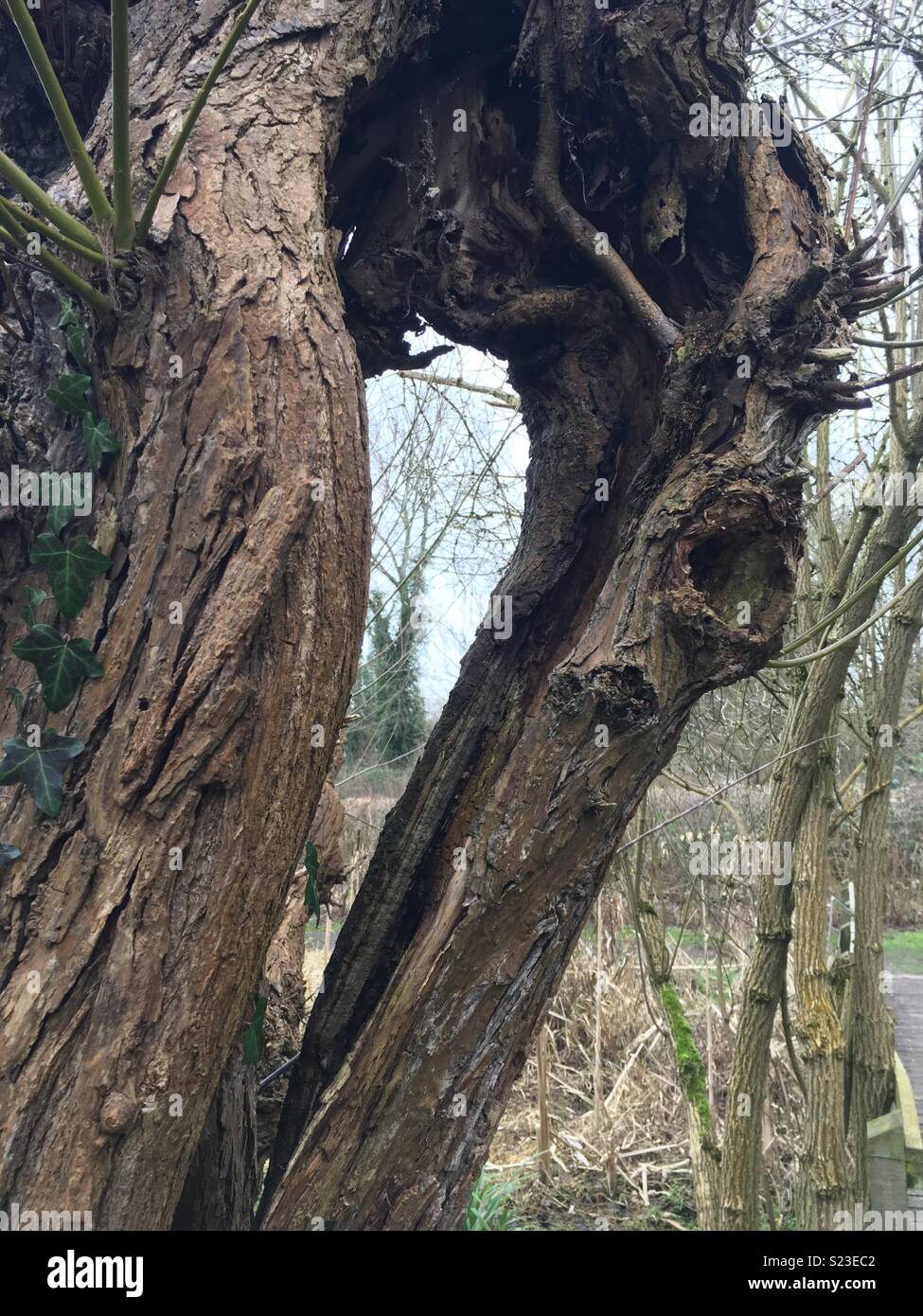 Herzförmige Lücke im Baum - Smartphone-aufgenommenes Stockfoto