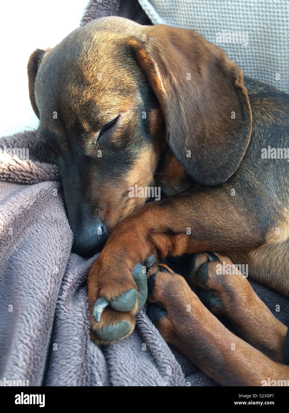 Schlafen Dackel - Smartphone-aufgenommenes Stockfoto