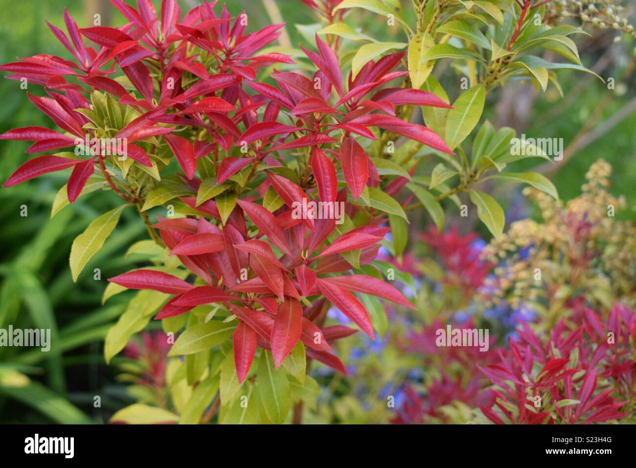 Garten Fotoshooting rote Endivie Strauch Stockfoto