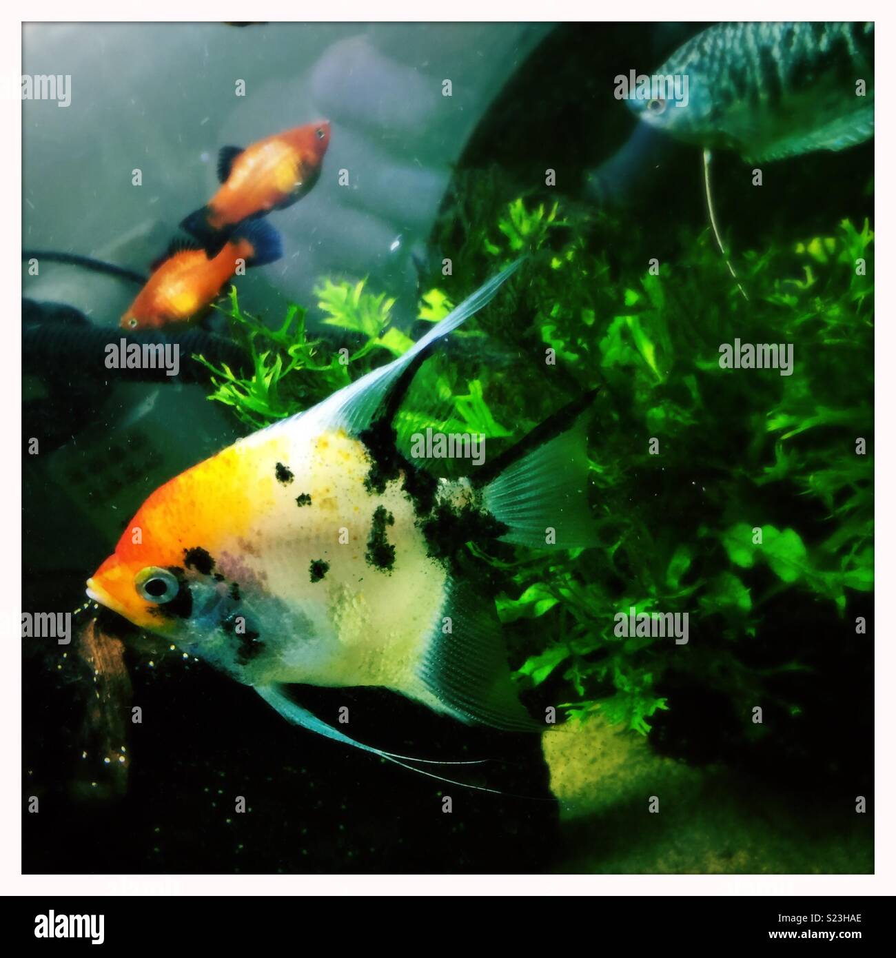 Tropische Fische, hell im Tank gefärbt. - Smartphone-aufgenommenes Stockfoto