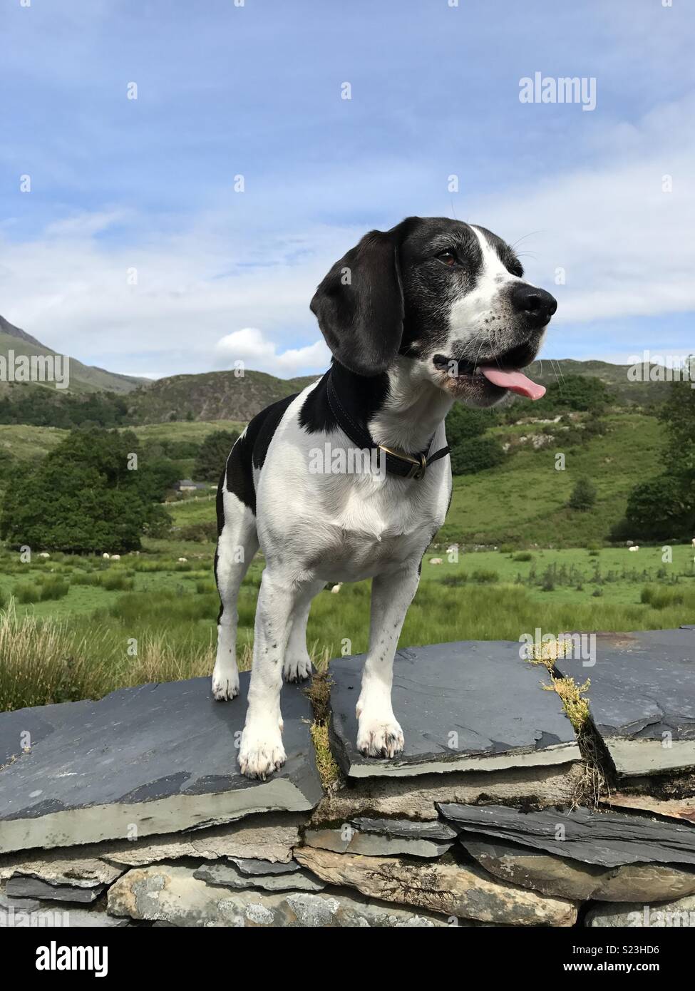 #Beagle #Cocker# Bocker # dog# Sky # Wand # Zunge #canine Stockfoto