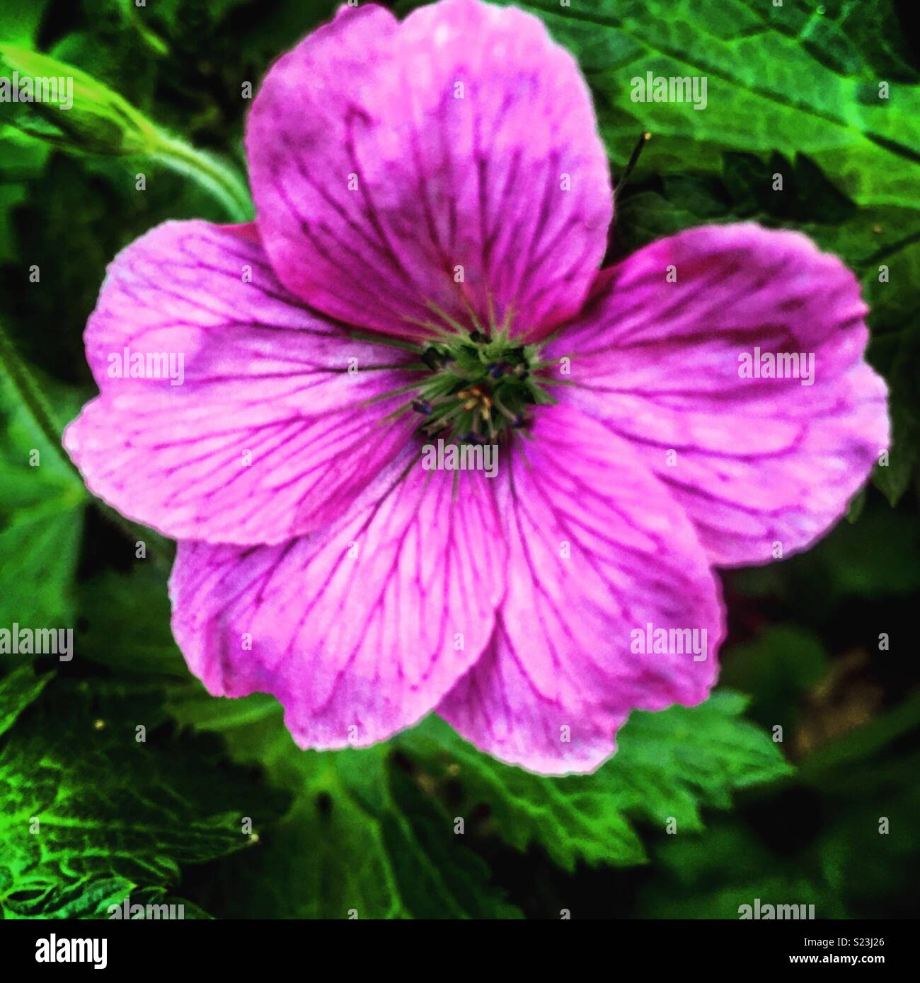 Wild geranium Stockfoto