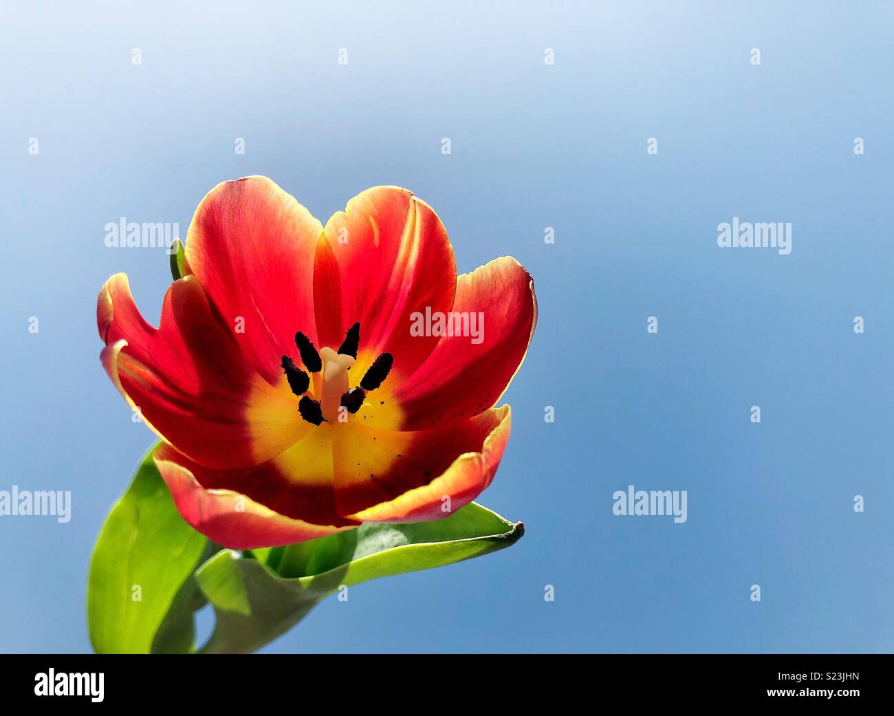 Eine schöne Tulpe gegen den klaren blauen Himmel Stockfoto