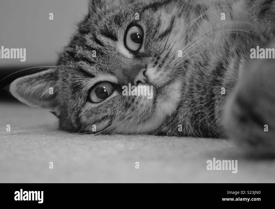 Ein verspielter black & white cat Stockfoto