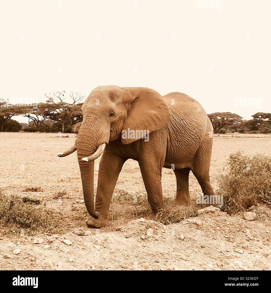 Elefanten im Amboseli, Kenia Stockfoto