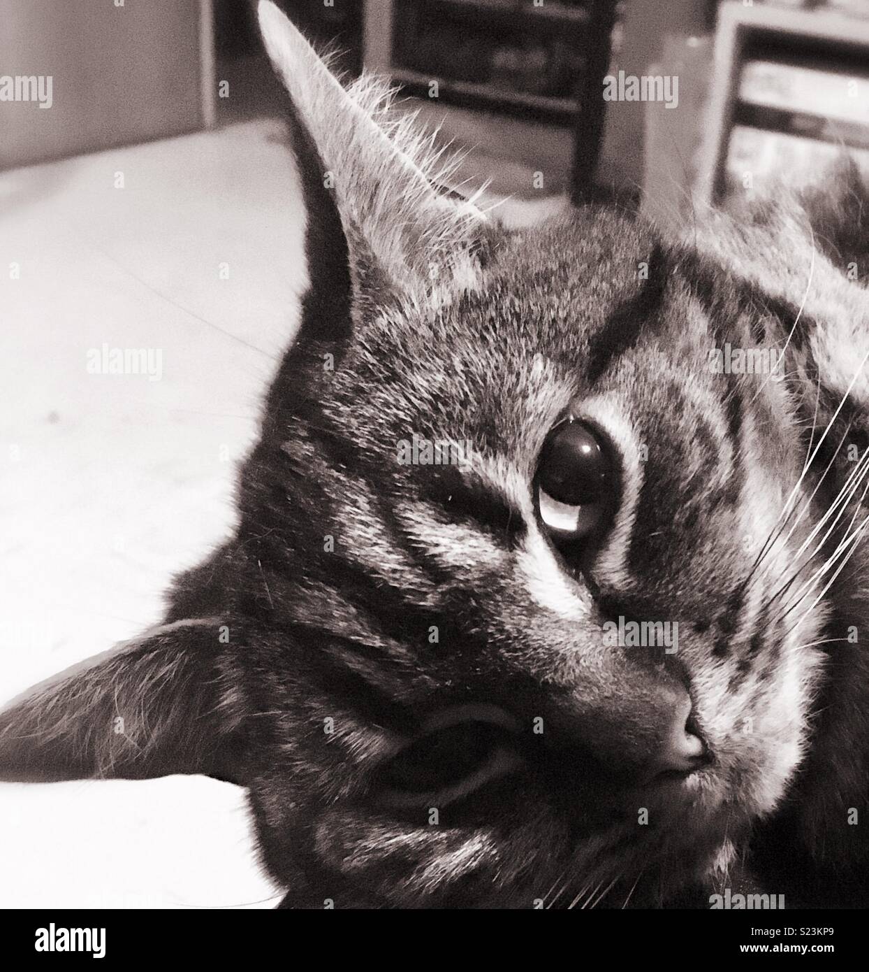 Schwarz & Weiß pic von meiner Katze Gizmo Stockfoto
