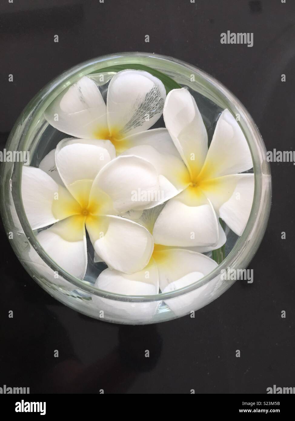 Thailandische Blumen Stockfotos Und Bilder Kaufen Alamy