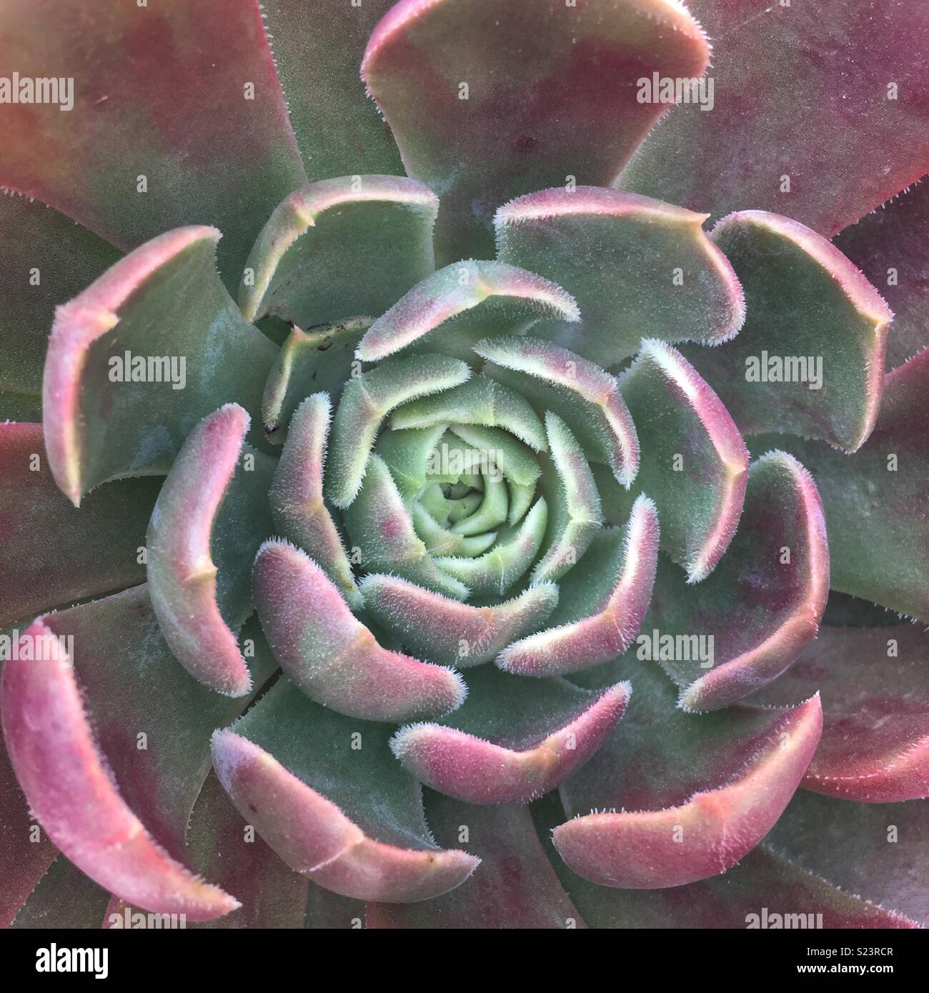 Echeveria Stockfoto