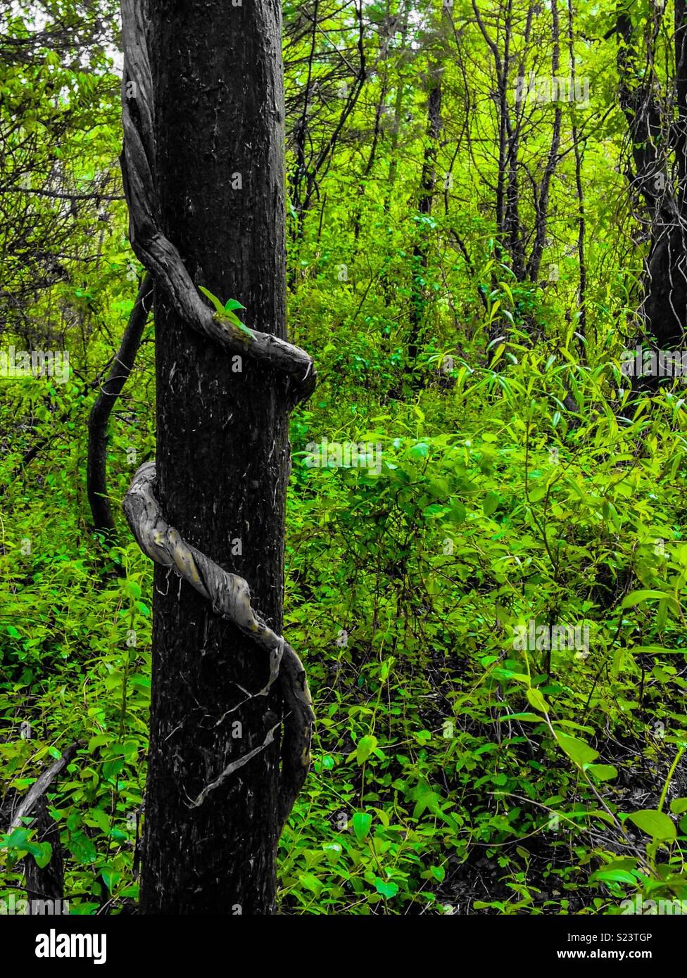 Grüne Farbe pop Foto von dicken Geißblatt Weinstock entwining Baum in Nord-carolina woods Stockfoto