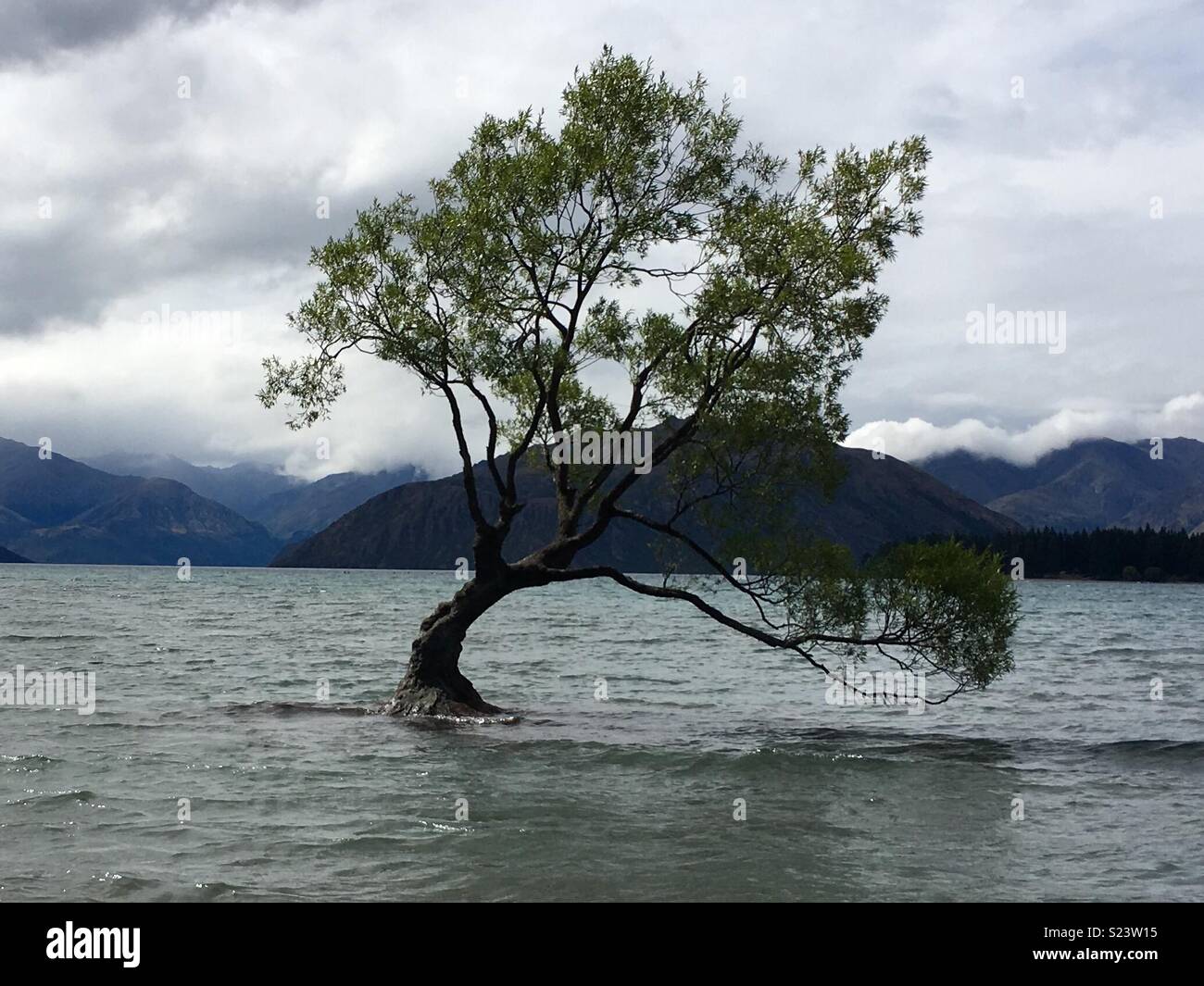 Dass Wanaka Baum, Lake Wanaka, Neuseeland Stockfoto