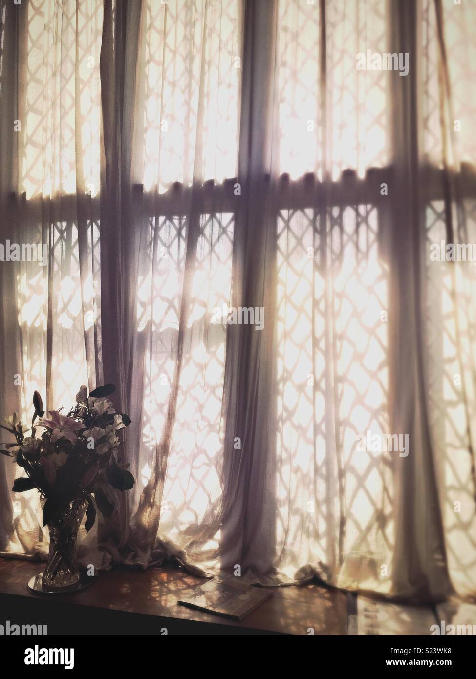 Blumen im Fenster mit den dünnen Vorhängen mit weichem Licht drapiert. Stockfoto