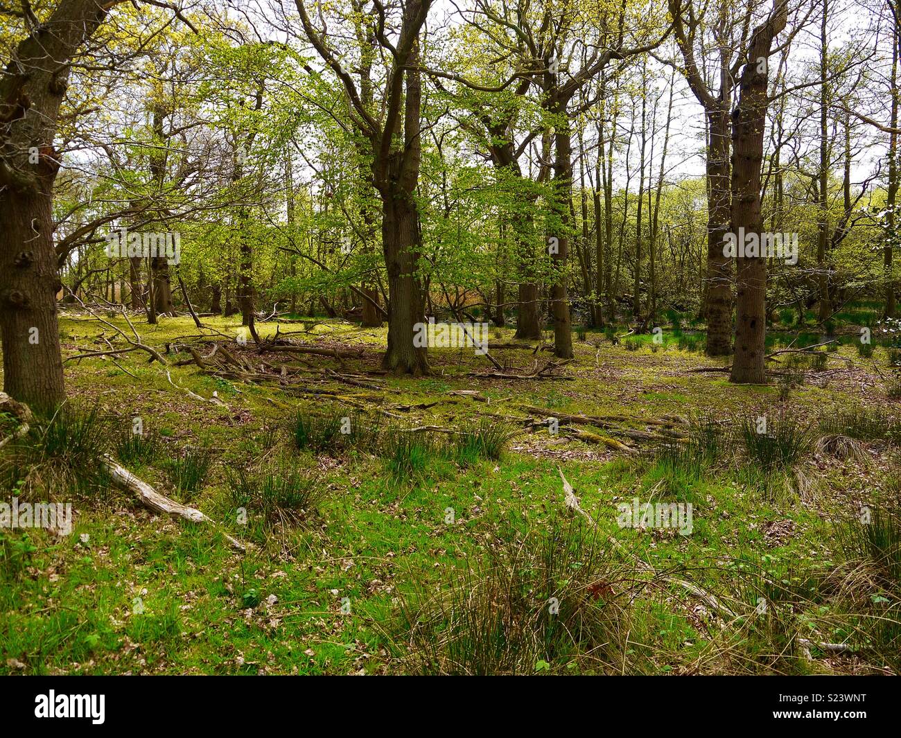 Woodland-Szene Stockfoto