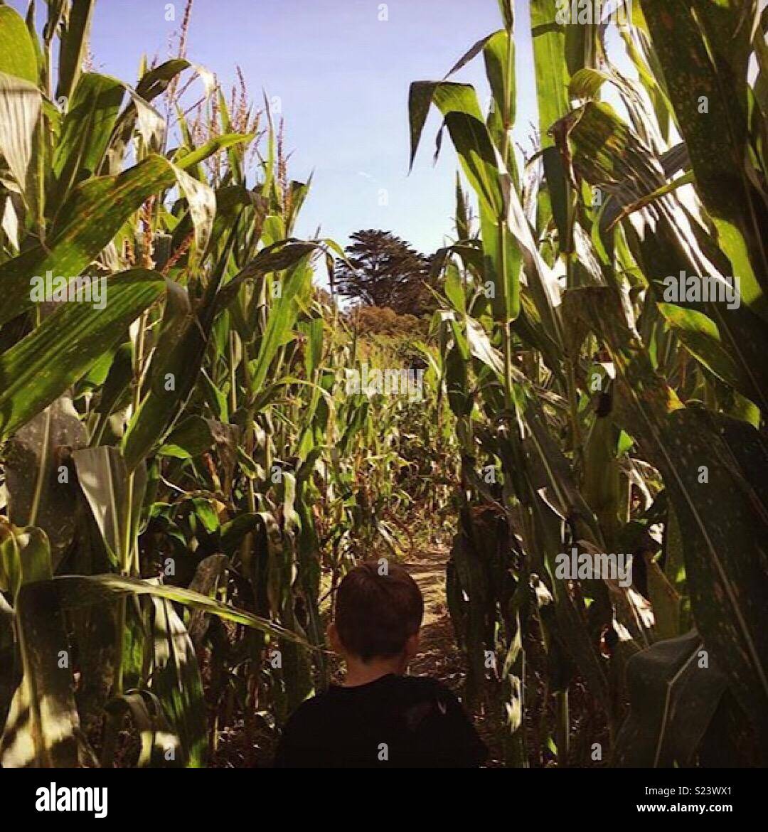 Kind im Kornfeld Stockfoto