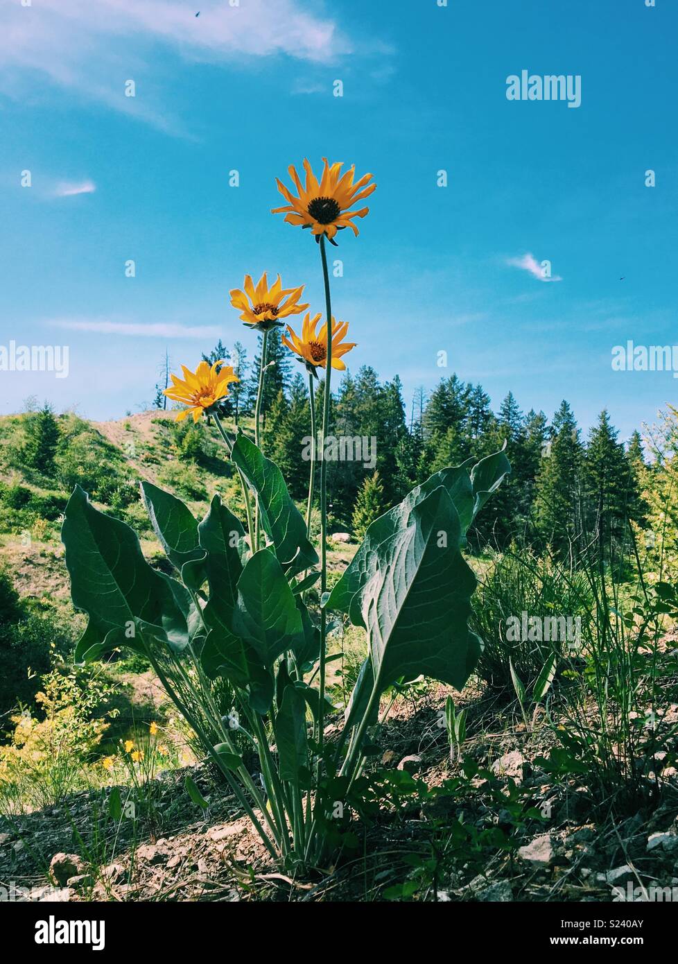 Arrowleaf Balsamroot Blumen wachsen auf einem Hügel im Okanagan Valley in British Columbia, Kanada. Mai 2018. Stockfoto