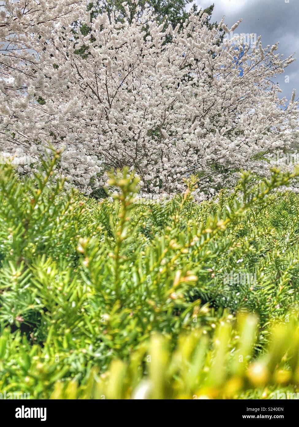 Tannennadeln und Kirschblüten. - Smartphone-aufgenommenes Stockfoto